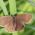 Tamsusis satyras - Aphantopus hyperantus | Fotografijos autorius : Agnė Našlėnienė | © Macrogamta.lt | Šis tinklapis priklauso bendruomenei kuri domisi makro fotografija ir fotografuoja gyvąjį makro pasaulį.