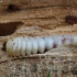 Tanbark borer - Phymatodes testaceus, larva | Fotografijos autorius : Vidas Brazauskas | © Macronature.eu | Macro photography web site