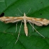 Tansy plume moth - Gillmeria ochrodactyla | Fotografijos autorius : Romas Ferenca | © Macronature.eu | Macro photography web site