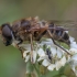 Tapered Drone Fly - Eristalis pertinax ♀ | Fotografijos autorius : Žilvinas Pūtys | © Macronature.eu | Macro photography web site