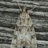 Tawny Grey - Eudonia lacustrata | Fotografijos autorius : Gintautas Steiblys | © Macronature.eu | Macro photography web site