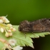 Tawny Marbled Minor - Oligia latruncula | Fotografijos autorius : Žilvinas Pūtys | © Macronature.eu | Macro photography web site