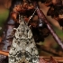 Margoji dipleurina - Eudonia lacustrata | Fotografijos autorius : Ramunė Vakarė | © Macronature.eu | Macro photography web site