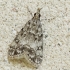 Tawny grey - Eudonia lacustrata | Fotografijos autorius : Vidas Brazauskas | © Macronature.eu | Macro photography web site