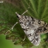 Tawny grey - Eudonia lacustrata | Fotografijos autorius : Gintautas Steiblys | © Macronature.eu | Macro photography web site