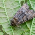 Tawny Marbled Minor | Oligia latruncula | Fotografijos autorius : Darius Baužys | © Macronature.eu | Macro photography web site