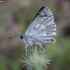 Tesselated skipper - Muschampia tessellum | Fotografijos autorius : Žilvinas Pūtys | © Macronature.eu | Macro photography web site