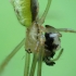 Tetragnatha extensa - Laibasis storažandis | Fotografijos autorius : Vidas Brazauskas | © Macrogamta.lt | Šis tinklapis priklauso bendruomenei kuri domisi makro fotografija ir fotografuoja gyvąjį makro pasaulį.