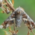 The Adulatrix - Eutelia adulatrix | Fotografijos autorius : Gintautas Steiblys | © Macronature.eu | Macro photography web site