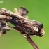Rudakraštis dirvinukas - Axylia putris | Fotografijos autorius : Gintautas Steiblys | © Macronature.eu | Macro photography web site