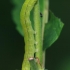 The Herald - Scoliopteryx libatrix, caterpillar | Fotografijos autorius : Gintautas Steiblys | © Macronature.eu | Macro photography web site