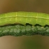 The Herald - Scoliopteryx libatrix, caterpillar | Fotografijos autorius : Gintautas Steiblys | © Macronature.eu | Macro photography web site