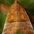 The Herald - Scoliopteryx libatrix | Fotografijos autorius : Mindaugas Leliunga | © Macronature.eu | Macro photography web site