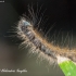 Žieduotasis verpikas (Malacosoma neustria) | Fotografijos autorius : Aleksandras Naryškin | © Macronature.eu | Macro photography web site