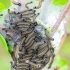 The Lackey | Malacosoma neustria | caterpillars | Fotografijos autorius : Darius Baužys | © Macronature.eu | Macro photography web site