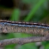 The Lackey - Malacosoma neustria, caterpillar | Fotografijos autorius : Romas Ferenca | © Macronature.eu | Macro photography web site