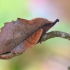 The Lappet - Gastropacha quercifolia  | Fotografijos autorius : Arūnas Eismantas | © Macronature.eu | Macro photography web site