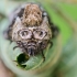 The Spectacle | Abrostola tripartita | Fotografijos autorius : Darius Baužys | © Macronature.eu | Macro photography web site