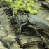 Pjūklaūsis kelmagraužis – Prionus coriarius ♂ | Fotografijos autorius : Giedrius Markevičius | © Macronature.eu | Macro photography web site