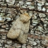 Paprastasis dykrinukas - Hoplodrina octogenaria | Fotografijos autorius : Vidas Brazauskas | © Macronature.eu | Macro photography web site