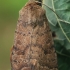 Paprastasis dykrinukas - Hoplodrina octogenaria | Fotografijos autorius : Gintautas Steiblys | © Macronature.eu | Macro photography web site