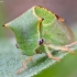 Buffalo Treehopper - Stictocephala bisonia | Fotografijos autorius : Kazimieras Martinaitis | © Macronature.eu | Macro photography web site