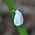 The cabbage whitefly - Aleyrodes proletella? | Fotografijos autorius : Kazimieras Martinaitis | © Macrogamta.lt | Šis tinklapis priklauso bendruomenei kuri domisi makro fotografija ir fotografuoja gyvąjį makro pasaulį.