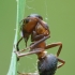 The sad end of the ant | Fotografijos autorius : Gintautas Steiblys | © Macronature.eu | Macro photography web site