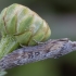 Theresian Moth - Lamoria anella ♂ | Fotografijos autorius : Žilvinas Pūtys | © Macronature.eu | Macro photography web site