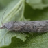 Theresian moth - Lamoria anella ♂ | Fotografijos autorius : Žilvinas Pūtys | © Macronature.eu | Macro photography web site