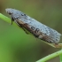 Theresian moth - Lamoria anella | Fotografijos autorius : Gintautas Steiblys | © Macronature.eu | Macro photography web site