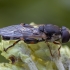 Thick-legged Hoverfly - Syritta pipiens ♀ | Fotografijos autorius : Žilvinas Pūtys | © Macronature.eu | Macro photography web site