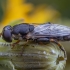 Thick-legged Hoverfly - Syritta pipiens ♀ | Fotografijos autorius : Žilvinas Pūtys | © Macronature.eu | Macro photography web site