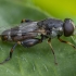 Thick-legged Hoverfly - Syritta pipiens ♀ | Fotografijos autorius : Žilvinas Pūtys | © Macronature.eu | Macro photography web site