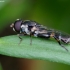 Thick-legged Hoverfly - Syritta pipiens  | Fotografijos autorius : Romas Ferenca | © Macronature.eu | Macro photography web site