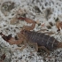 Scorpion - Neocalchas gruberi | Fotografijos autorius : Gintautas Steiblys | © Macronature.eu | Macro photography web site