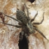 Thin-legged Wolf Spider - Pardosa sp. | Fotografijos autorius : Vidas Brazauskas | © Macronature.eu | Macro photography web site