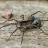 Thin-legged wolf spider | Pardosa sp. | Fotografijos autorius : Darius Baužys | © Macronature.eu | Macro photography web site