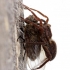Thin-legged wolf spider - Pardosa sp. | Fotografijos autorius : Ramunė Činčikienė | © Macronature.eu | Macro photography web site