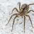Thin-legged wolf spider | Pardosa sp. | Fotografijos autorius : Darius Baužys | © Macronature.eu | Macro photography web site
