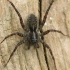 Thin-legged wolf spider - Pardosa sp. | Fotografijos autorius : Vidas Brazauskas | © Macronature.eu | Macro photography web site