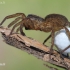 Thin-legged wolf spider - Pardosa sp. | Fotografijos autorius : Arūnas Eismantas | © Macronature.eu | Macro photography web site