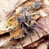 Thin-legged wolf spider - Pardosa sp. | Fotografijos autorius : Romas Ferenca | © Macronature.eu | Macro photography web site