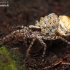 Thin-legged wolf spider - Pardosa sp. | Fotografijos autorius : Lukas Jonaitis | © Macronature.eu | Macro photography web site