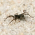 Thin-legged wolf spider - Pardosa sp. | Fotografijos autorius : Gediminas Gražulevičius | © Macronature.eu | Macro photography web site