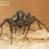 Thin-legged wolf spider - Pardosa sp. | Fotografijos autorius : Darius Baužys | © Macronature.eu | Macro photography web site