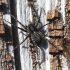 Thin-legged wolf spider - Pardosa sp. | Fotografijos autorius : Vytautas Gluoksnis | © Macronature.eu | Macro photography web site