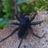 Thin-legged wolf spider - Pardosa sp. | Fotografijos autorius : Gintautas Steiblys | © Macronature.eu | Macro photography web site