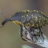 Thistle Bud Weevil - Larinus planus | Fotografijos autorius : Žilvinas Pūtys | © Macronature.eu | Macro photography web site