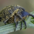 Thistle Bud Weevil - Larinus planus | Fotografijos autorius : Žilvinas Pūtys | © Macronature.eu | Macro photography web site